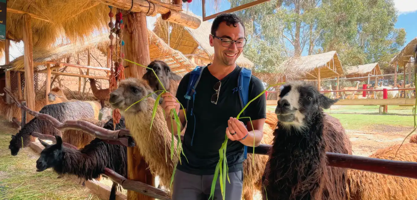 Traveler feeding alpacas at a traditional textile center in Cusco