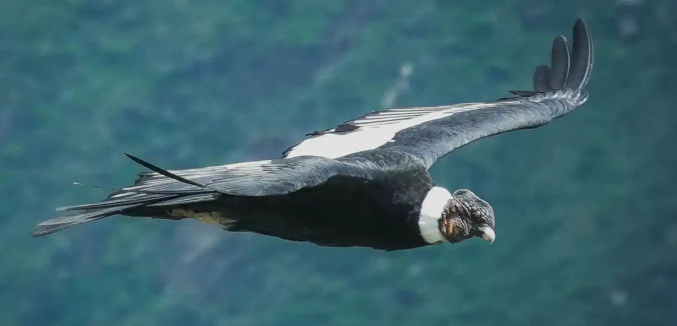 Andean condor soaring above Colca Canyon 