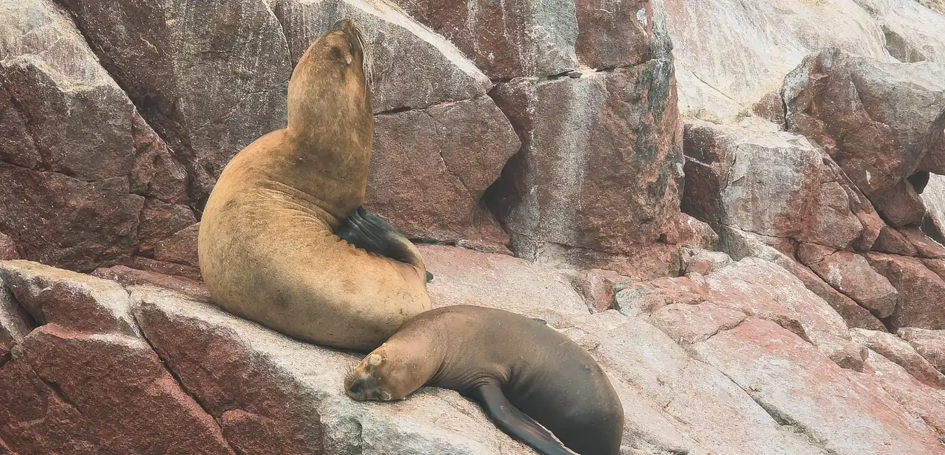 ballestas islands tout animal sighting in peru