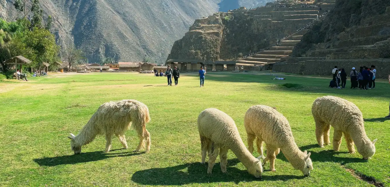 Llamas grazing in front of the ancient Inca archaeological site of Ollantaytambo 