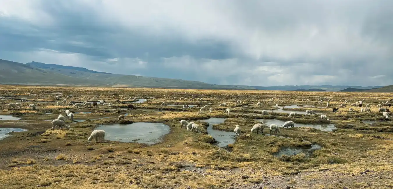 Native Andean camelids crossing the expansive pampas of the Salinas 