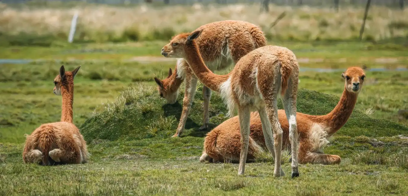 Group of vicuñas grazing across the high Andean landscapes of Salinas and Aguada Blanca National Reserve