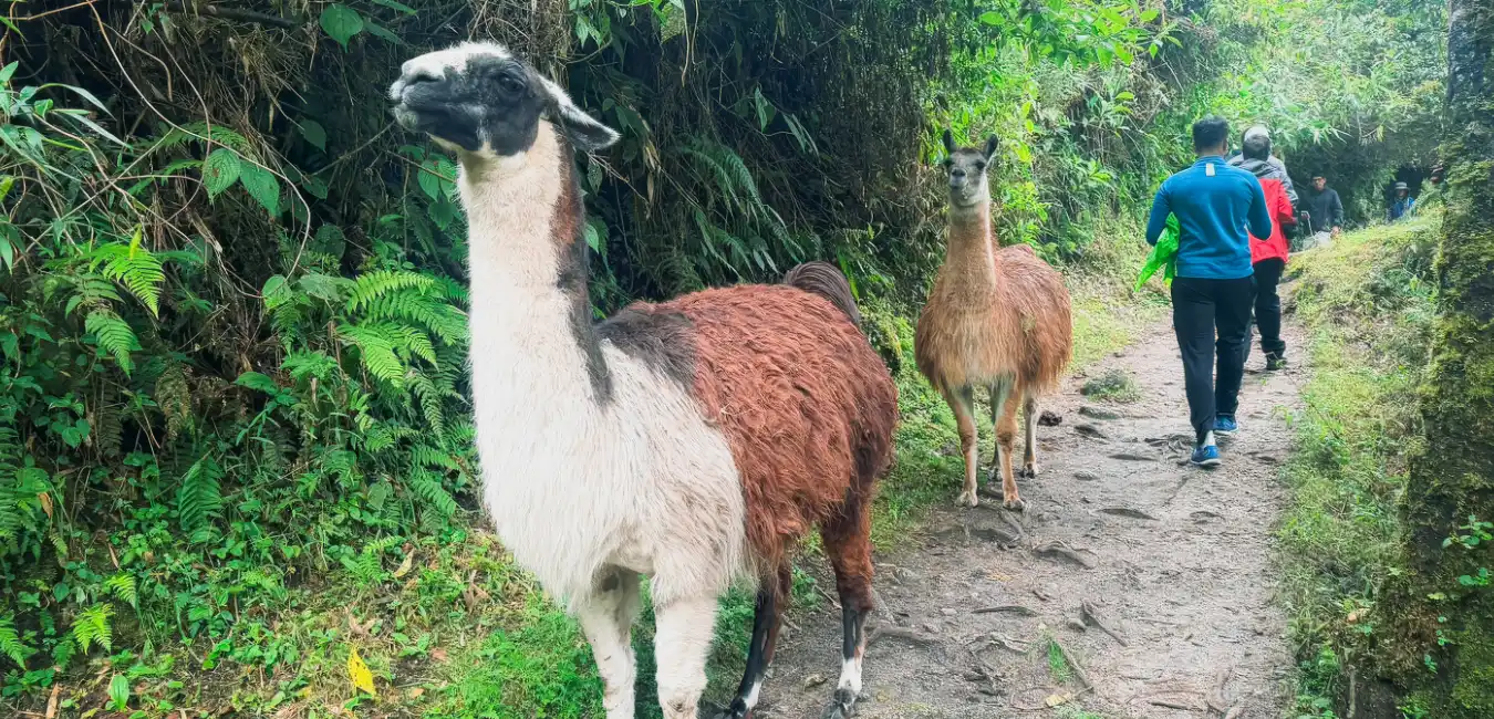 Wildlife and cloud forest landscapes on the Inca Trail 5 Days trek