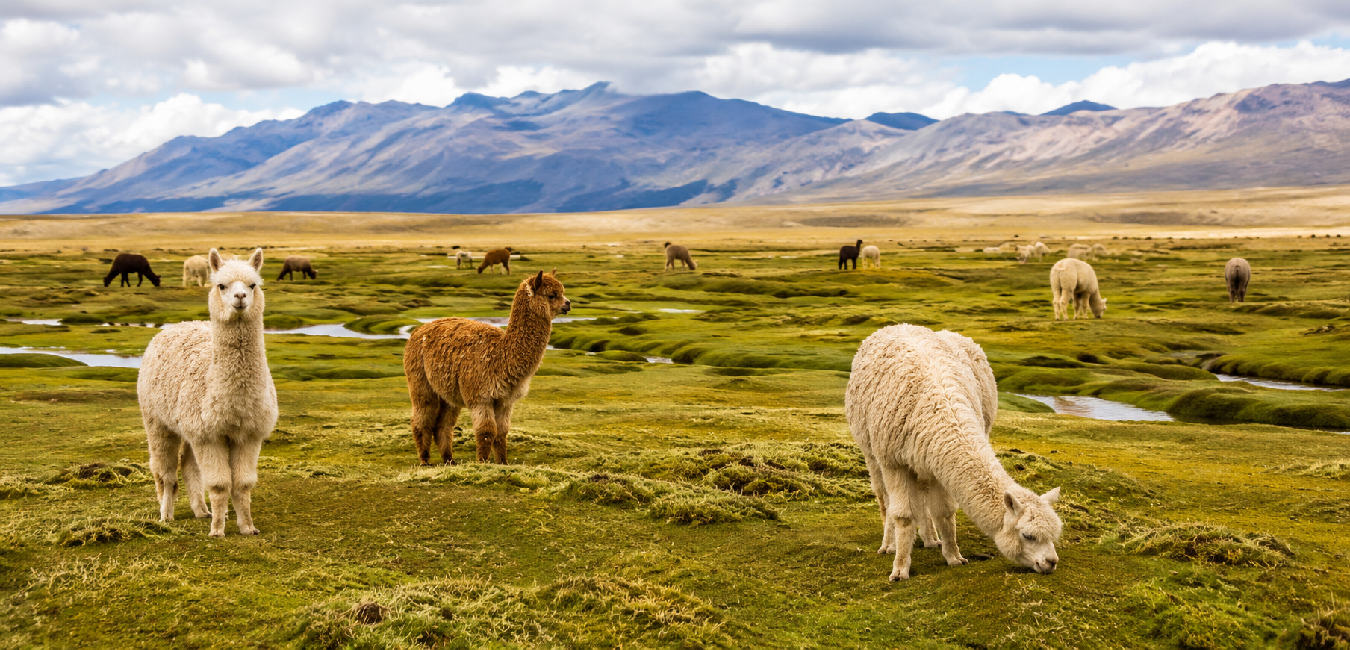 Herd of alpacas grazing in the wetlands of Salinas and Aguada Blanca National Reserve near Arequipa, Peru.