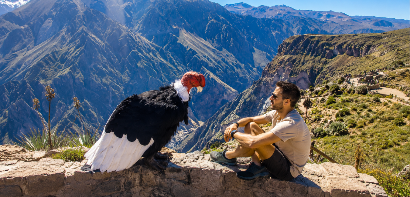 Traveler watching a majestic Andean condor at the Colca Canyon viewpoint with dramatic mountain landscapes in Arequipa, Peru.