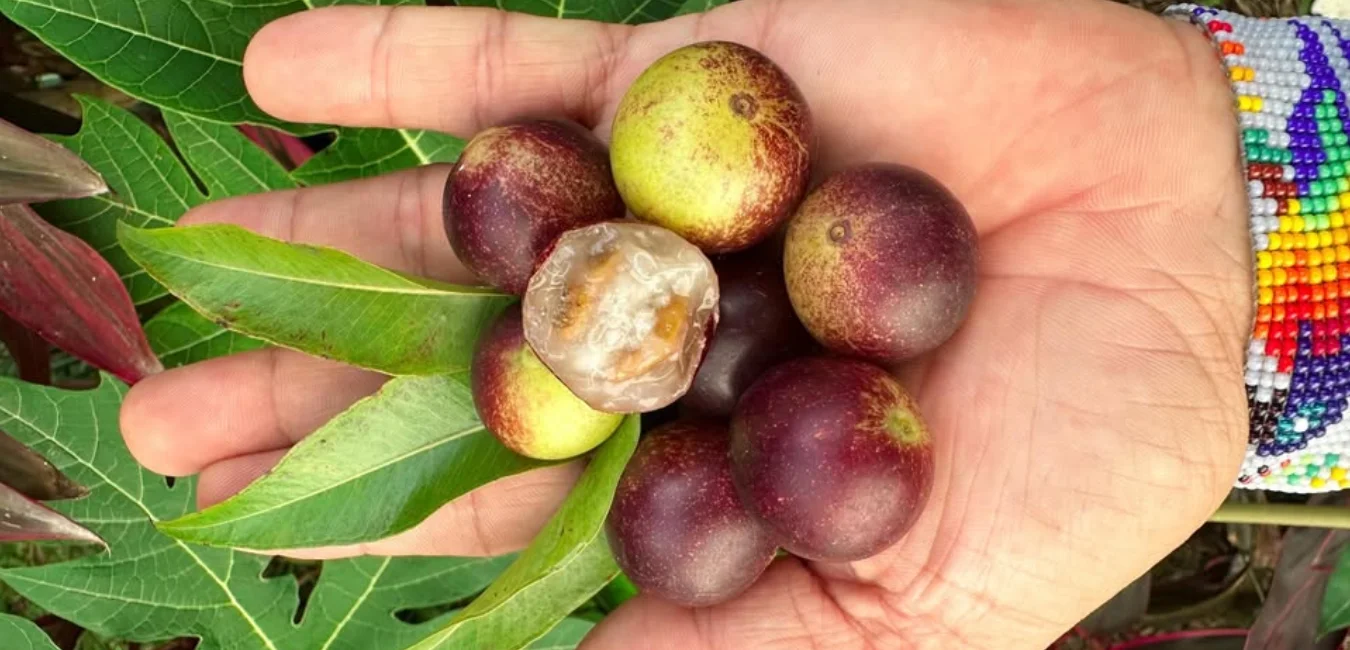 Camu Camu fruta de Peru