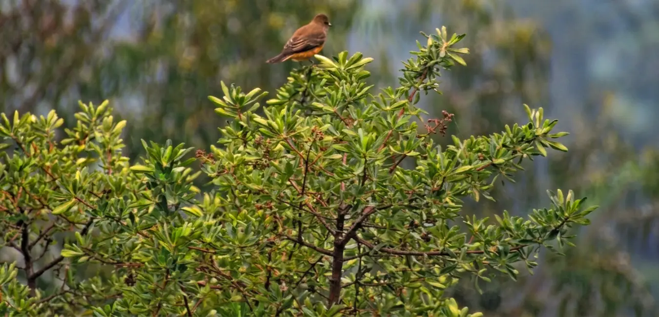 Fauna que habita el Chachacomo
