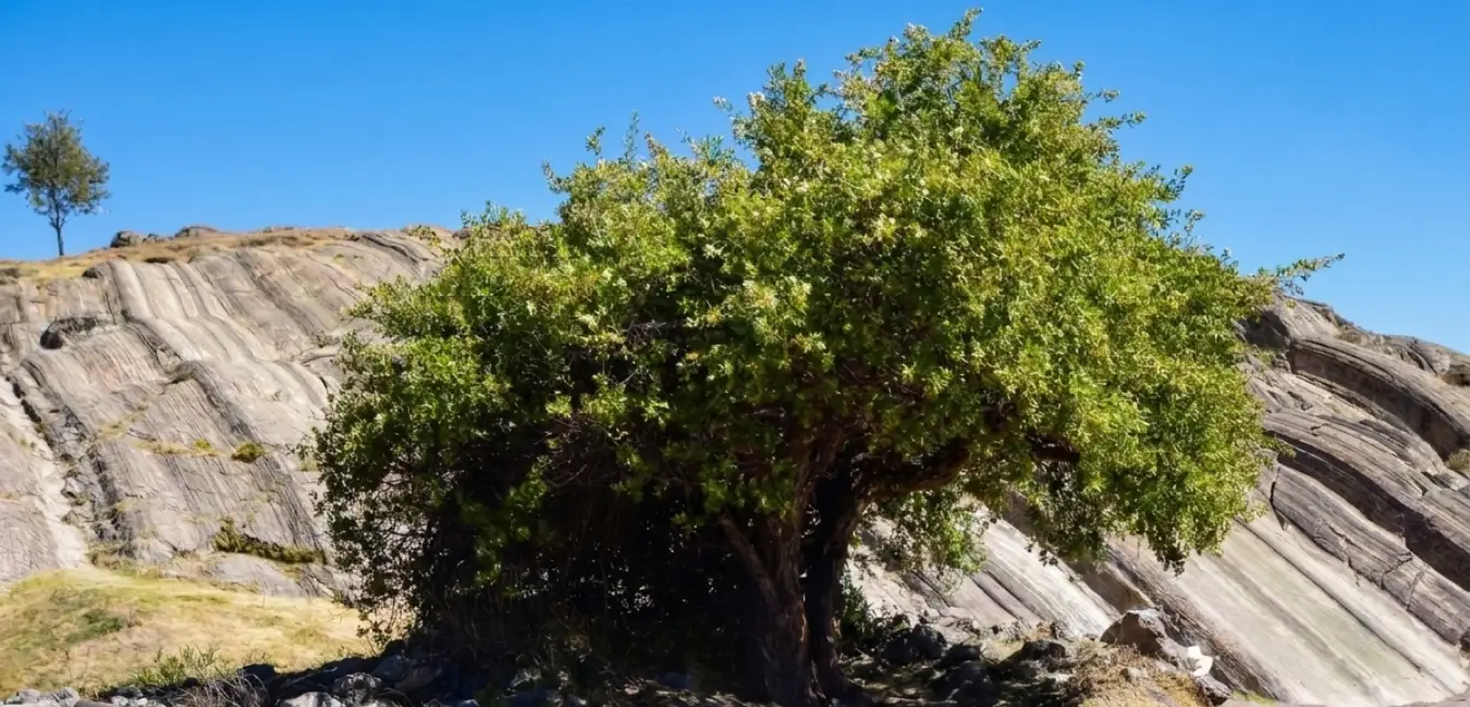 Copa del arbol de Chachacomo en Sacsayhuaman