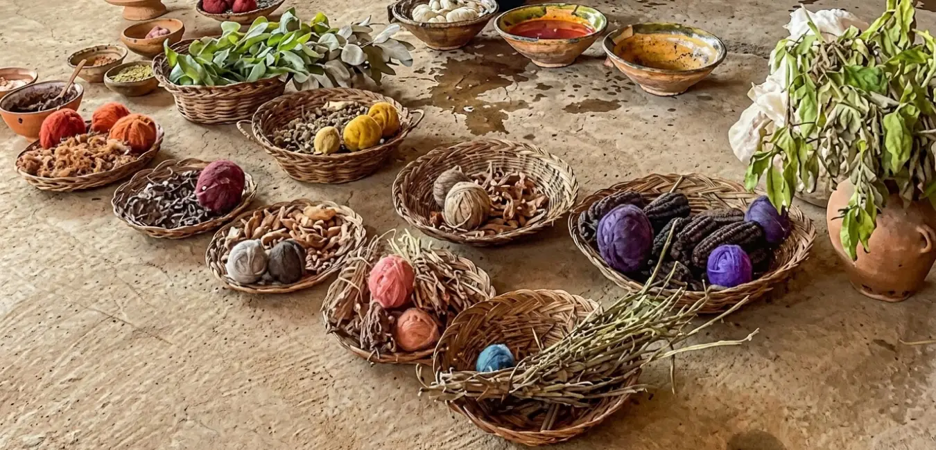 Using chachacomo as a natural dye for wool and cotton