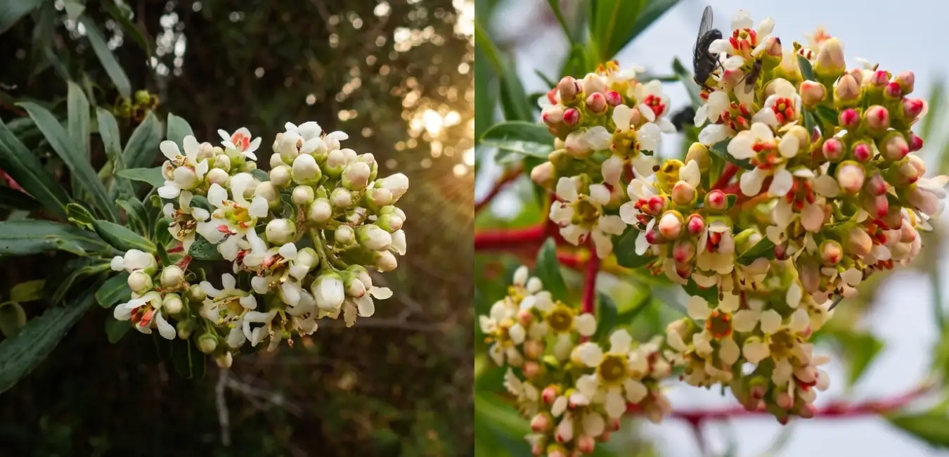 Flores de Chachacomo