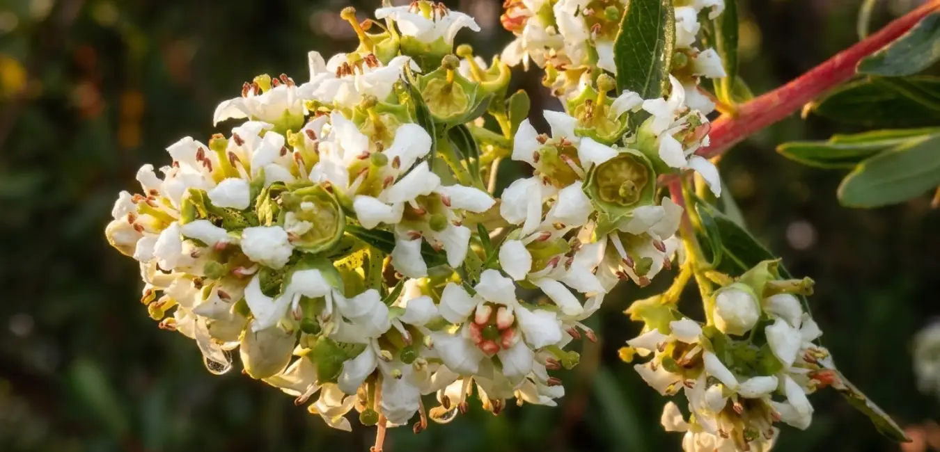 Chachacomo tree flowers