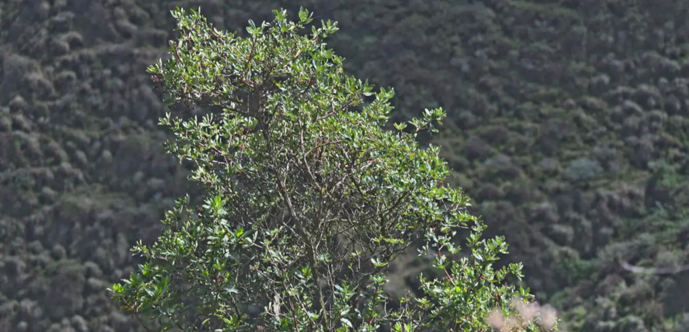 Native chachacomo tree