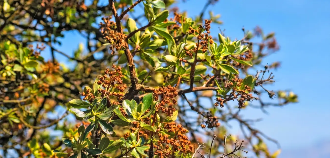 Chachacomo fruit