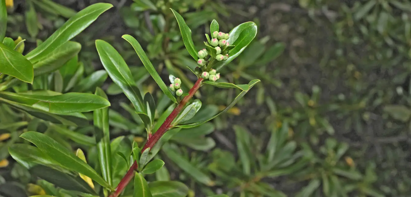 Hojas de Chachacomo