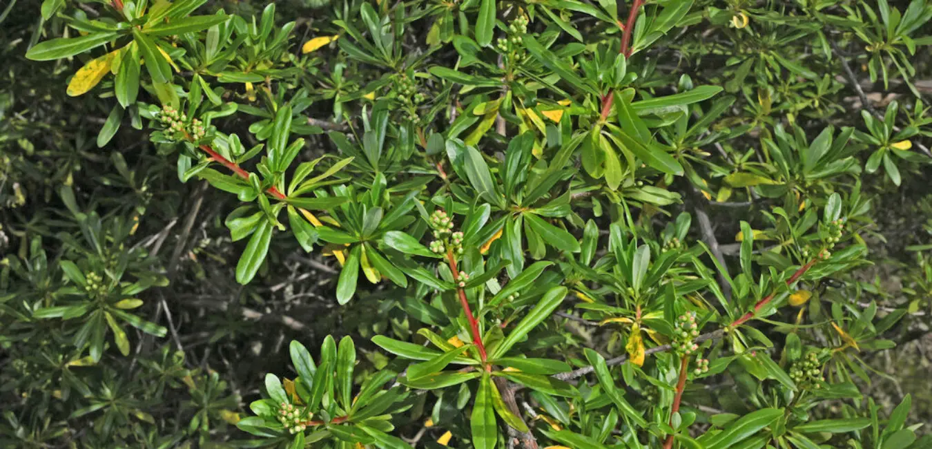 It sort of shows off its red stem.