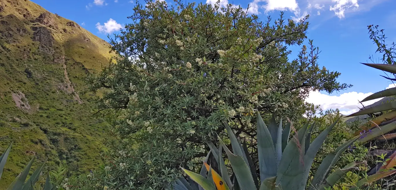 Arbol de Chachacomo