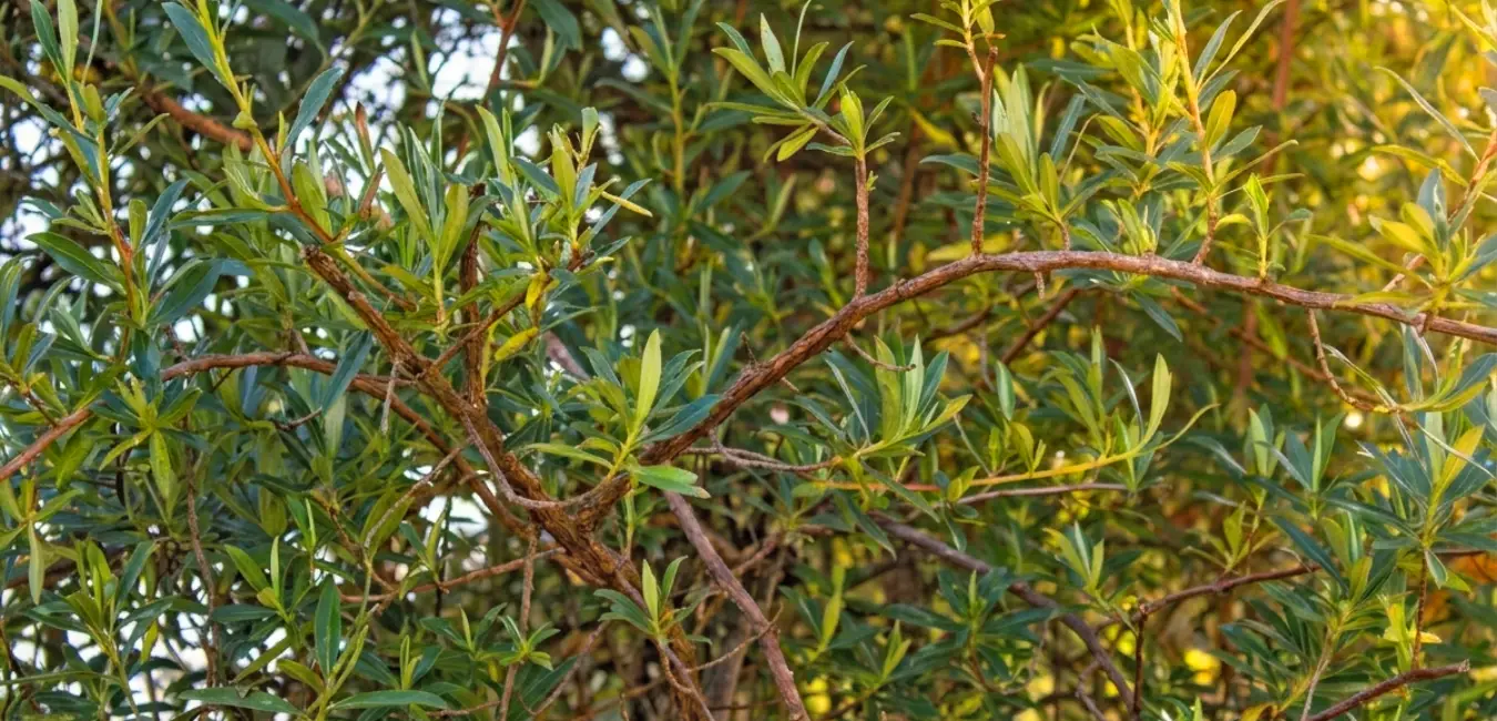 Chachacomo tree leaves