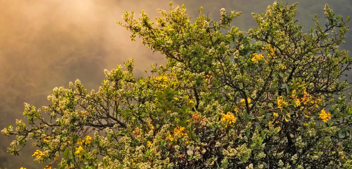 Chachacomo tree