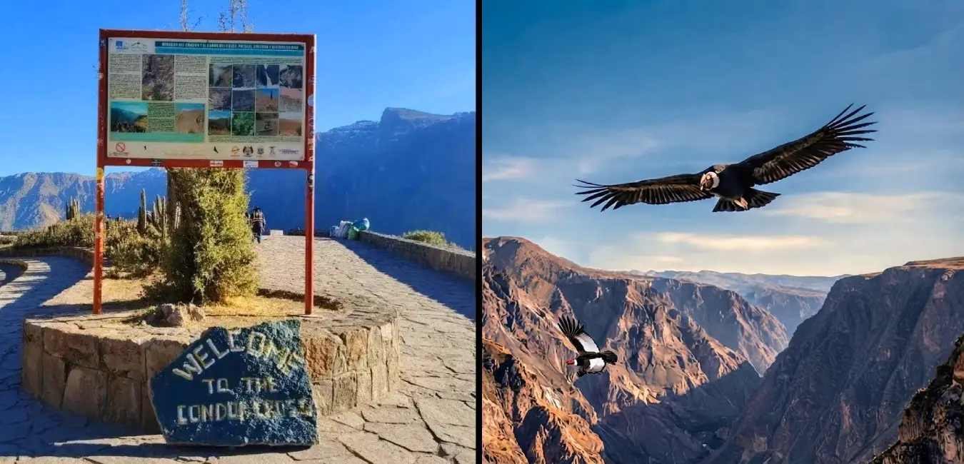 Cruz del Cóndor, one of the most sacred viewpoints in Colca Canyon and the best place to watch Andean condors.