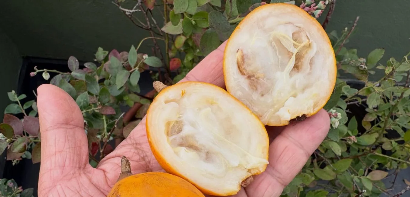 Fruta de Araza