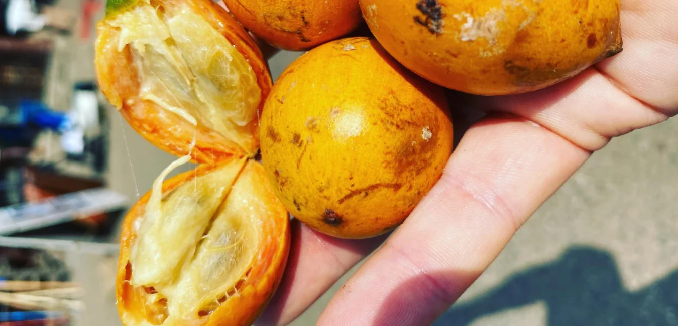 Fruta de la selva del peru caimito