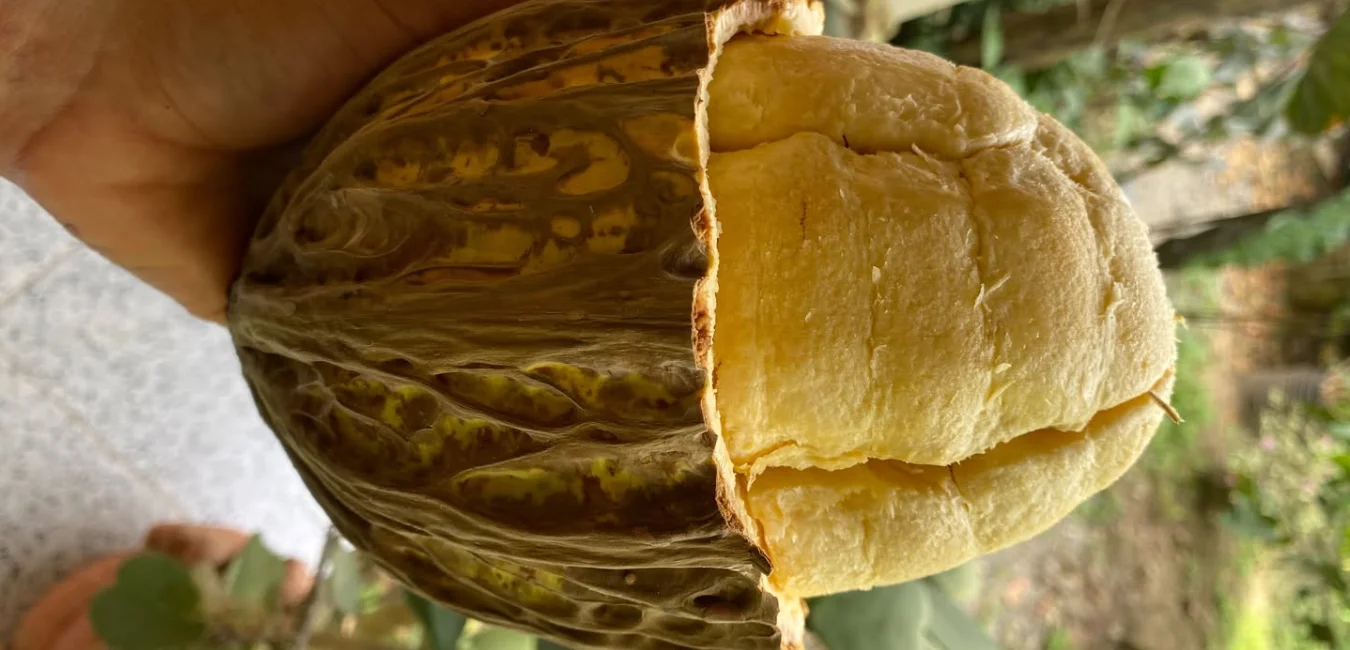 fruta de Macambo en Peru