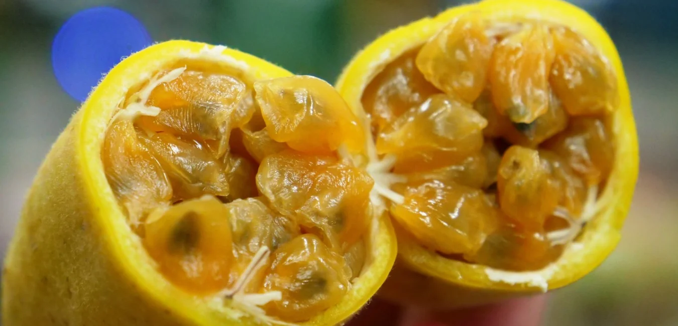 fruta de tumbo