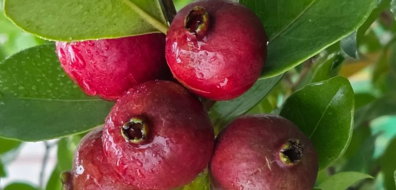 Fruta Guayaba