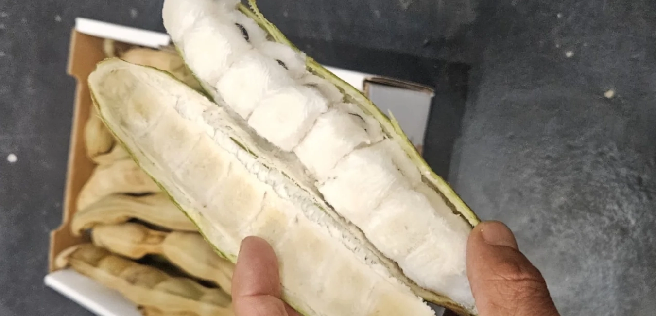 Pacae o Guama