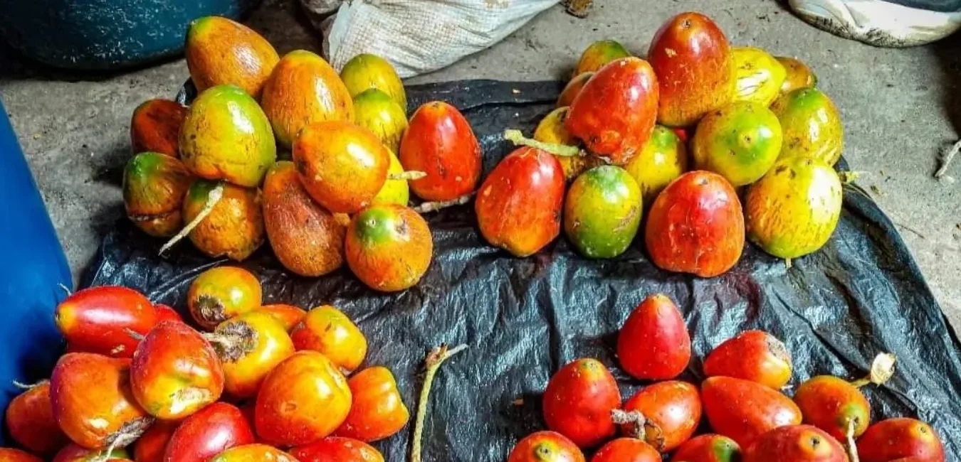 fruta pijuayo de la selva peru