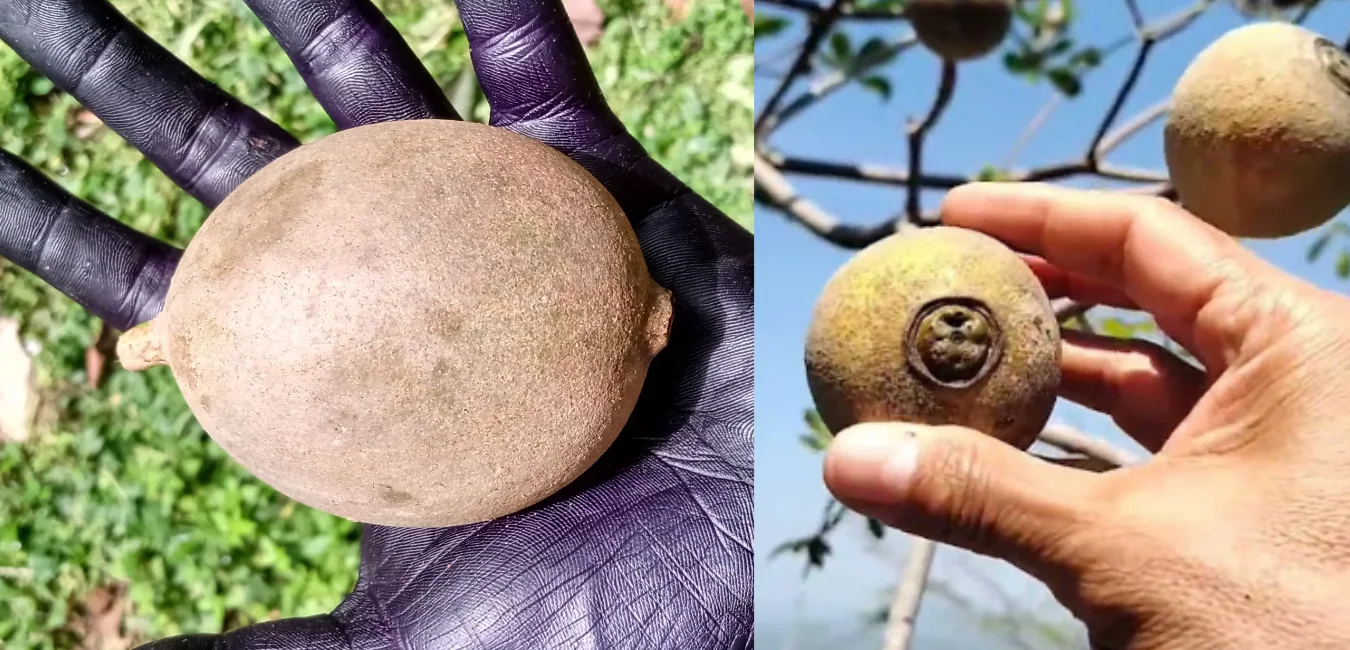 Huito o jagua Fruta de la selva de Peru