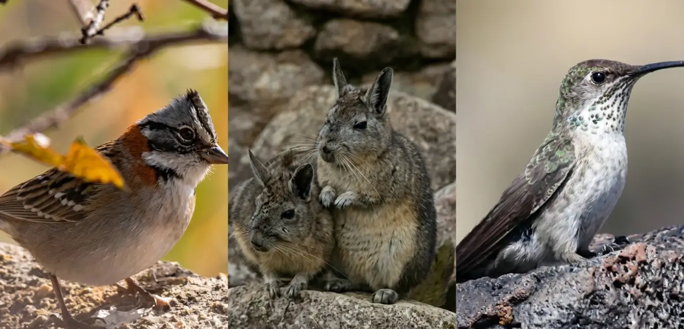 Fauna de Inti Punku Ollantaytambo