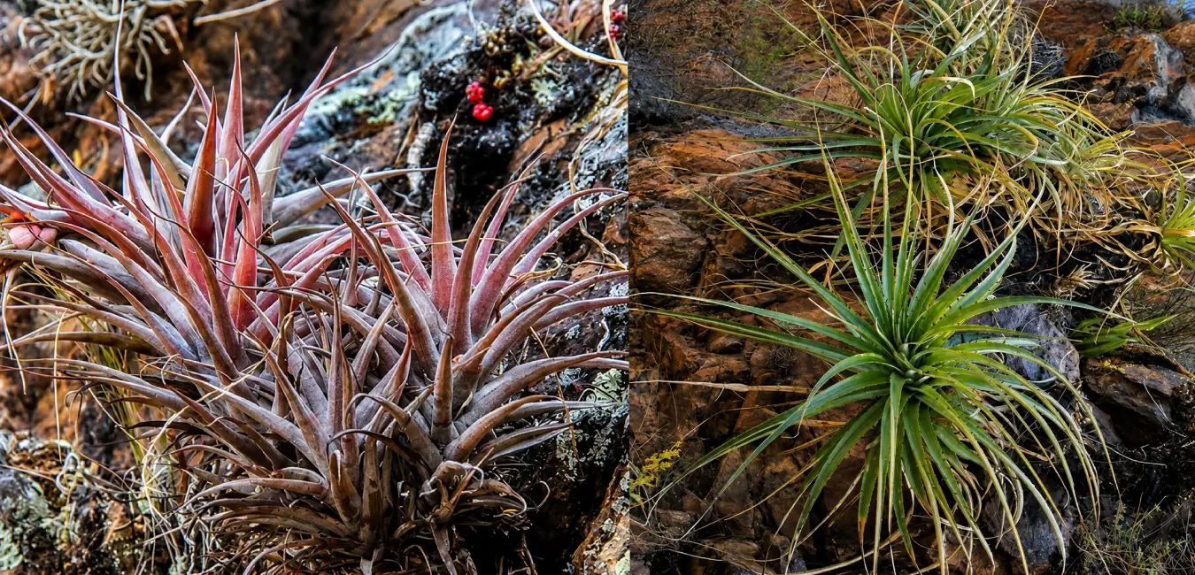 Typical plants of Inti Punku in Ollantaytambo