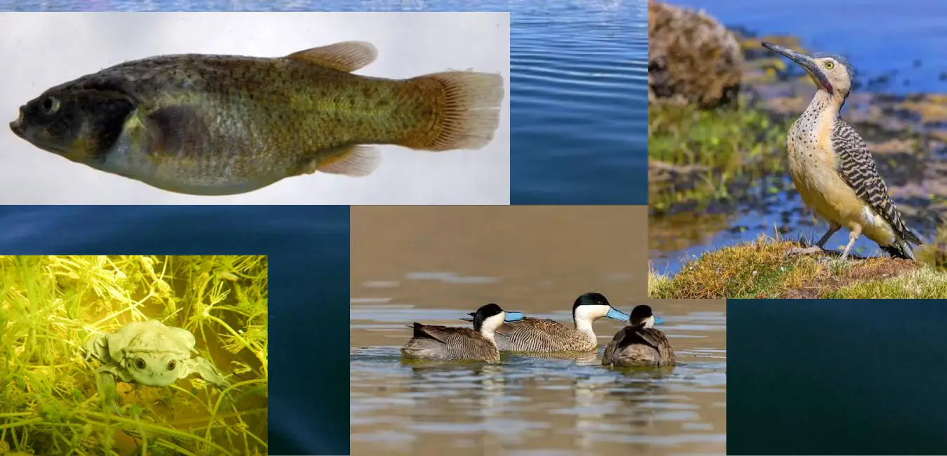 Typical wildlife of lake Titicaca that you may see during your trip