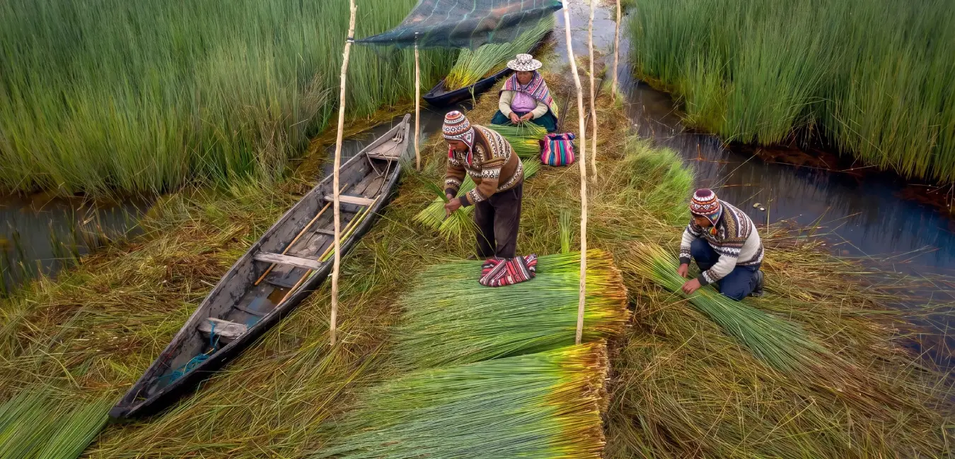 Island residents harvesting totora reeds to build the floating islands