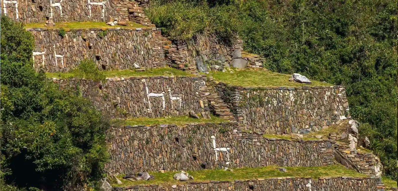 Llamas at Choquequirao archaeological site 