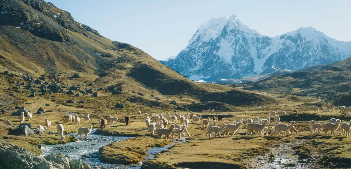 Llamas grazing along the Ausangate Trek 