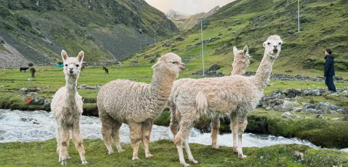 Lares Trek Mountain Llamas