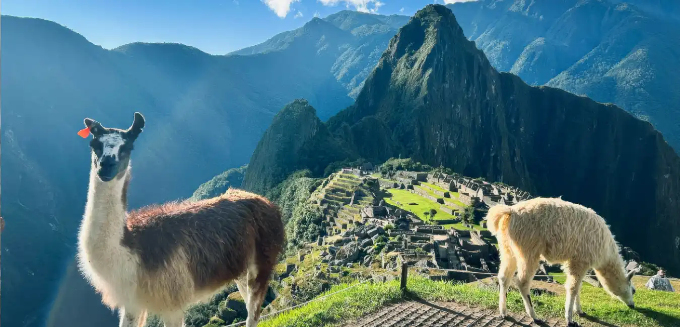 Llamas grazing in front of the ancient citadel of Machu Picchu 