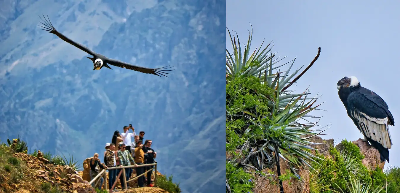Cóndor andino sobrevolando el Mirador de la Cruz del Cóndor 