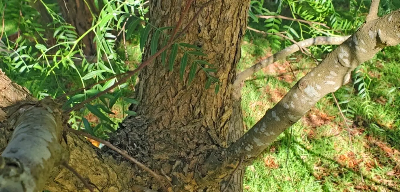 Molle tree trunk displaying the scaly bark characteristic of this native species