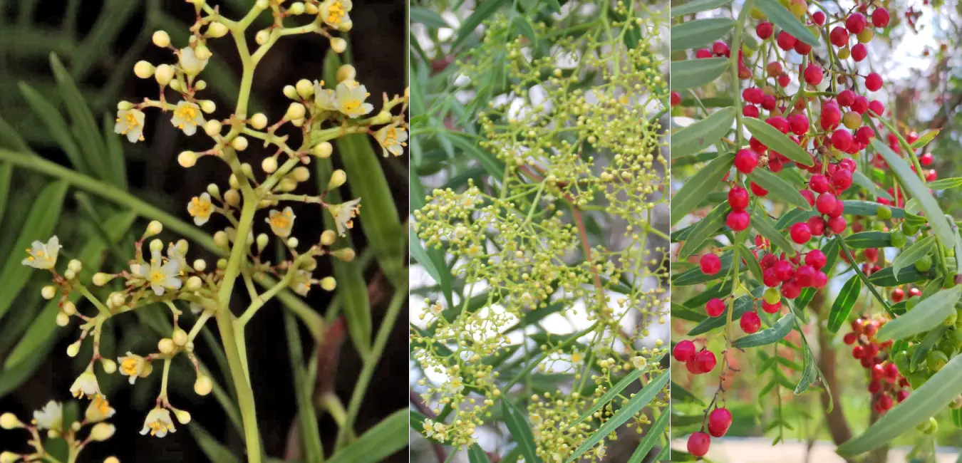 Flowers and pink berries of the molle tree, commonly known as pink peppercorns