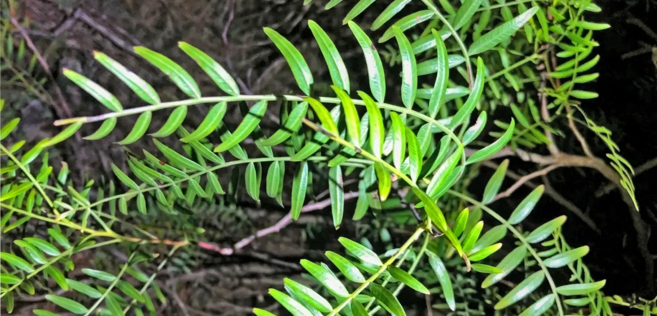Hoja de molle