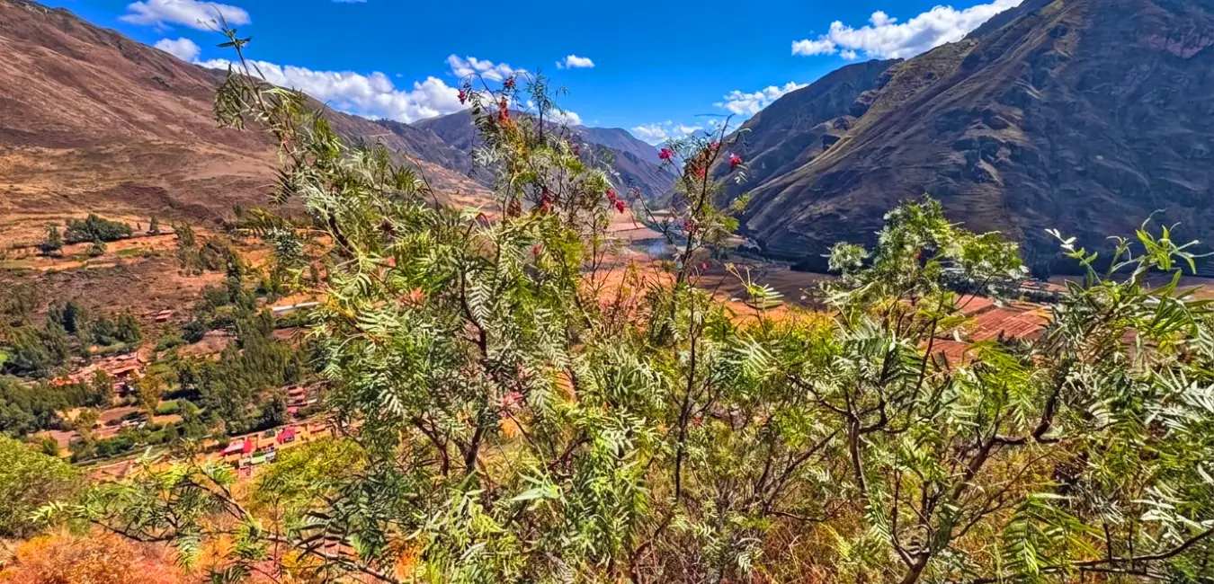 Planta de Molle en Cusco