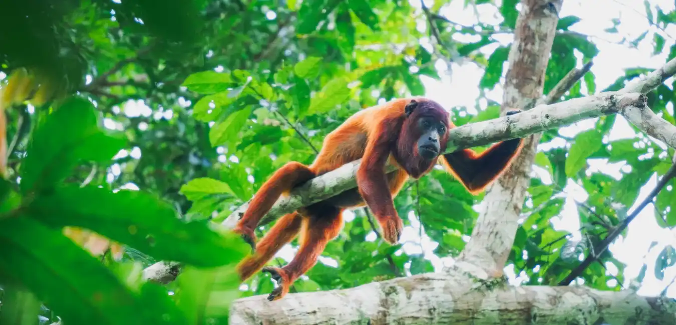 Monkey in the Amazon rainforest of Tambopata National Reserve 