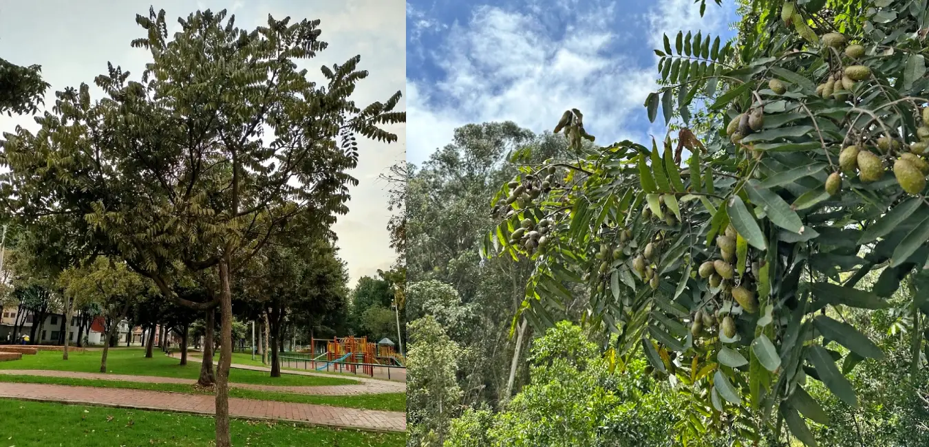 Native Andean cedar tree in Cusco