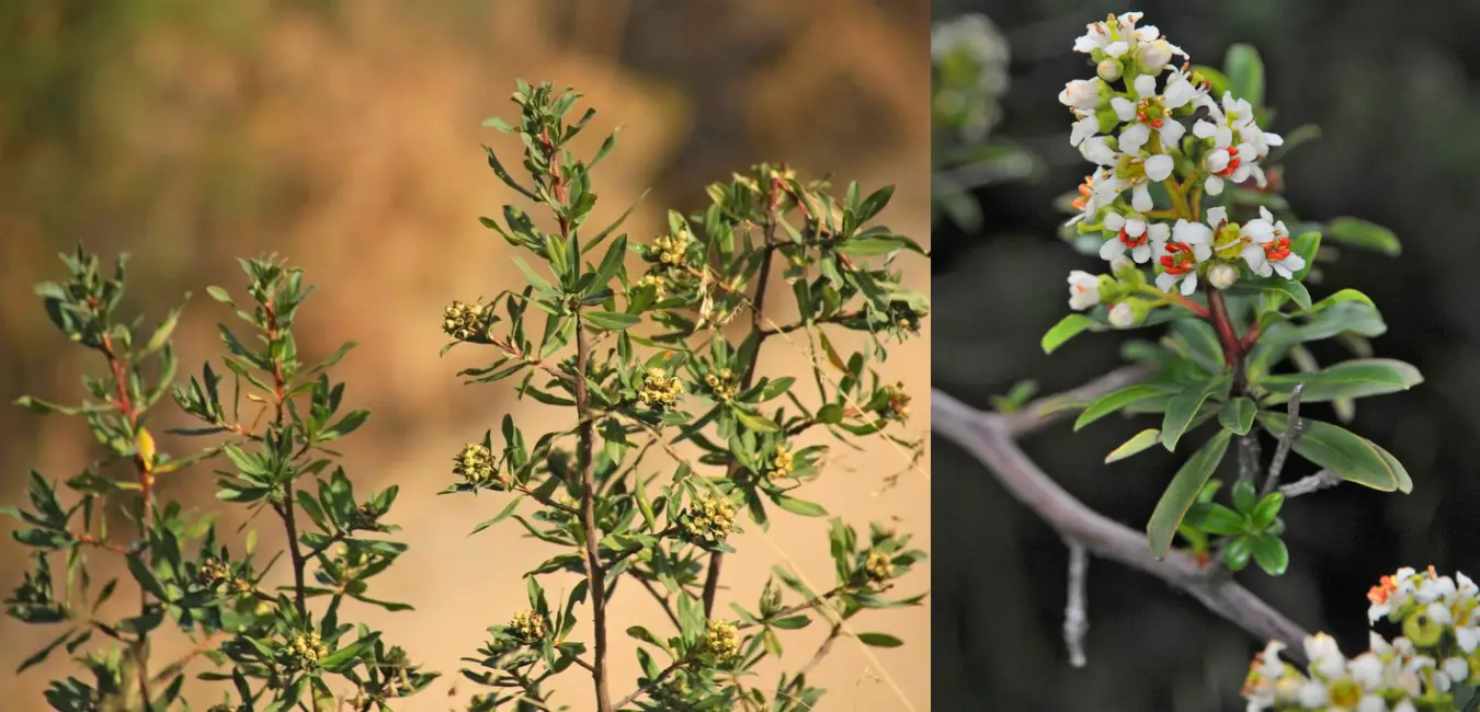 Native chachacomo tree displaying its characteristic flowers