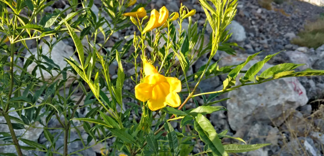 Native huaranhuay plant in Cusco