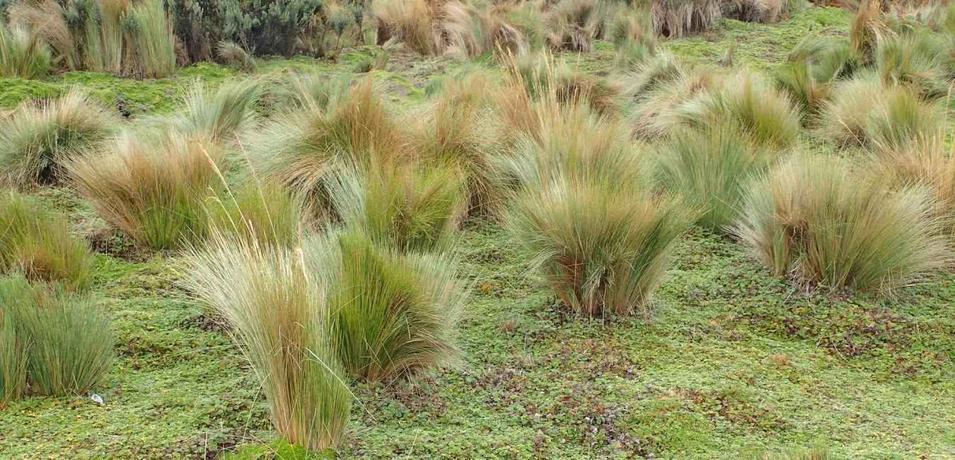 Ichu, a plant native to Cusco