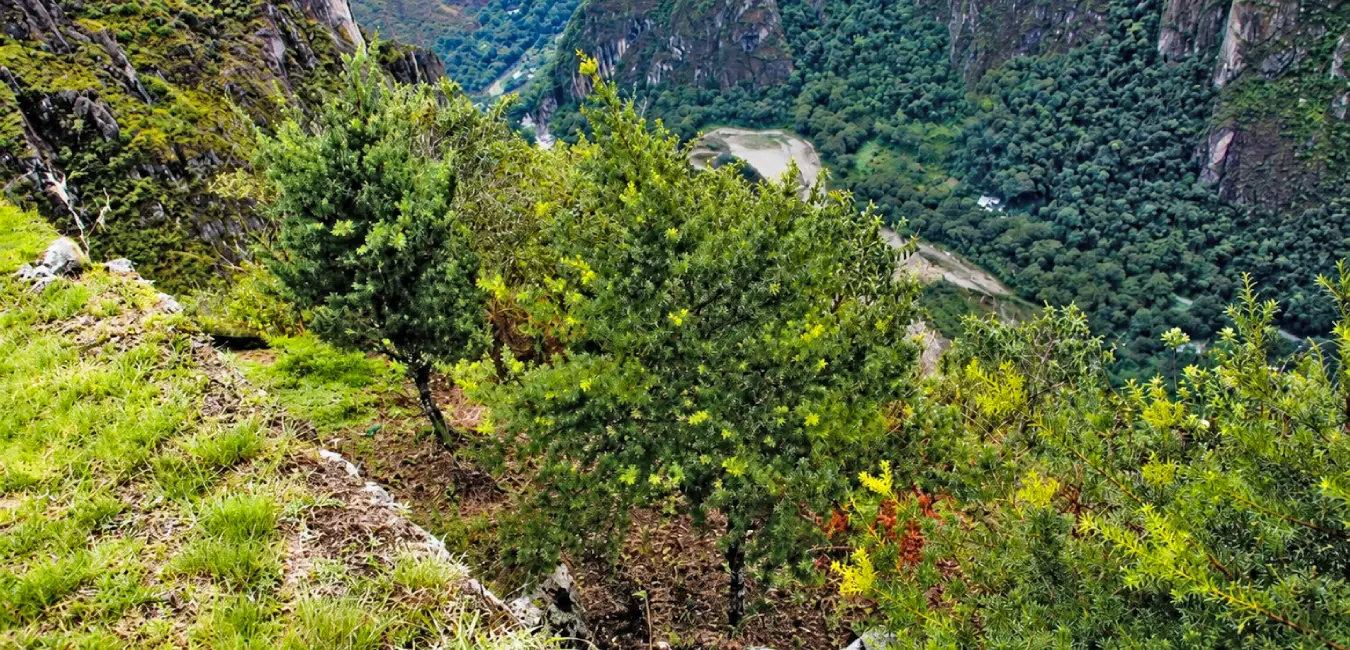 Native plants of Cusco Intimpa